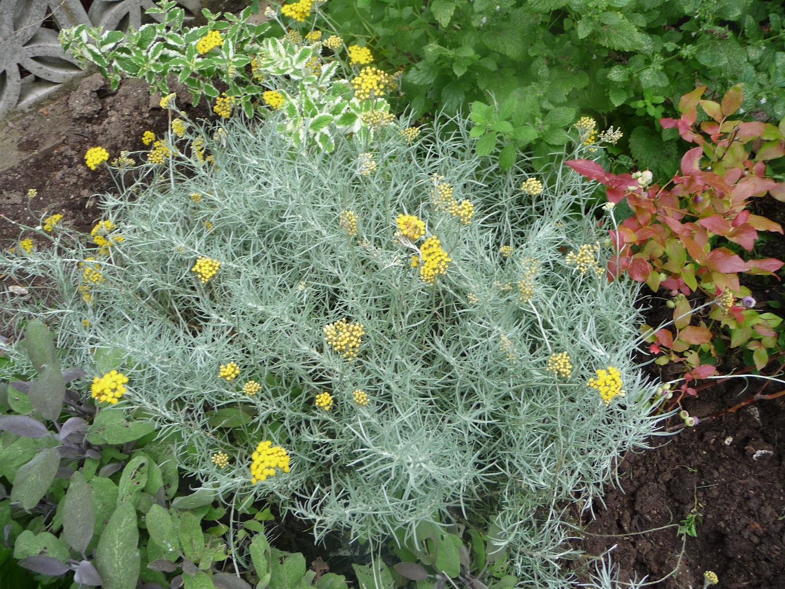 An underused overgrown curry plant! Eco Thrifty Living