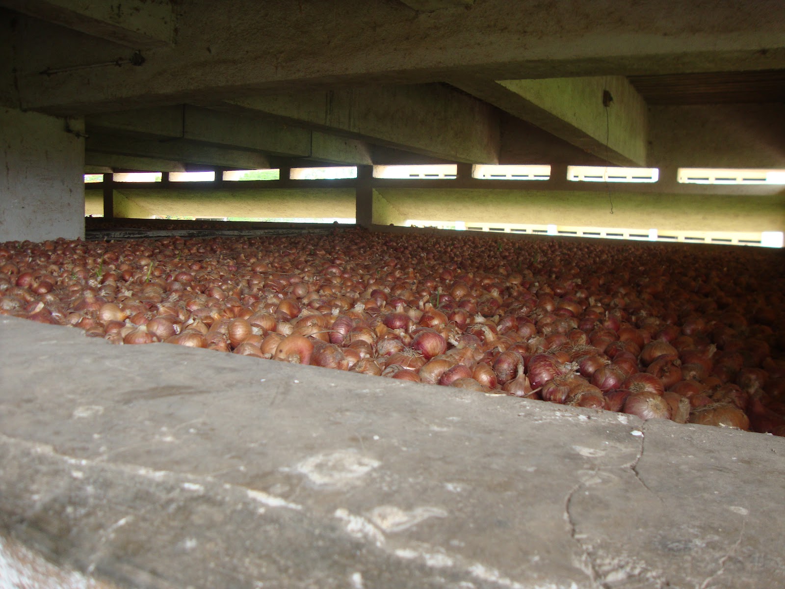 sreepadam Bulk Storage of Onion