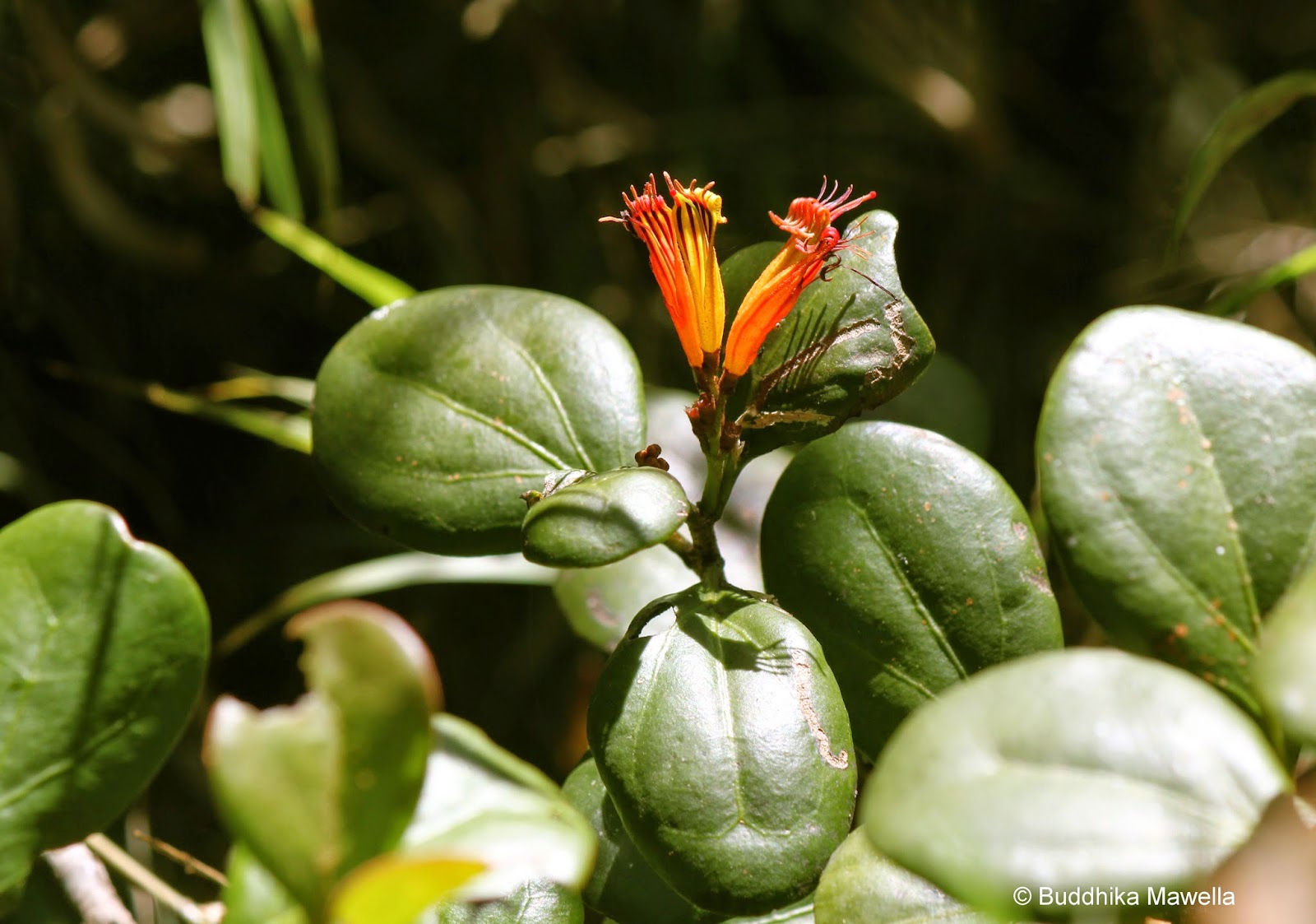Lanka Nature Summary Dendrophthoe neilgherrensis