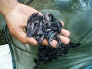 Makanan Atau Pakan Untuk Ikan Lele Ikan lele, budidaya ikan lele, pakan ikan lele, makanana ikan lele, pakan ikan lele organik, pakan iakan lele alternatif, pakan ikan lele buatan, pakan ikan lele alami, pakan alami ikan lele