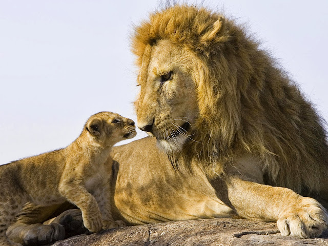 Những hình ảnh hiếm hoai về gia đình sư tử