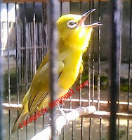 Pleci Dakun Pacitan Gacor Buka paruh Pleci Dakun Pacitan Gacor Buka paruh