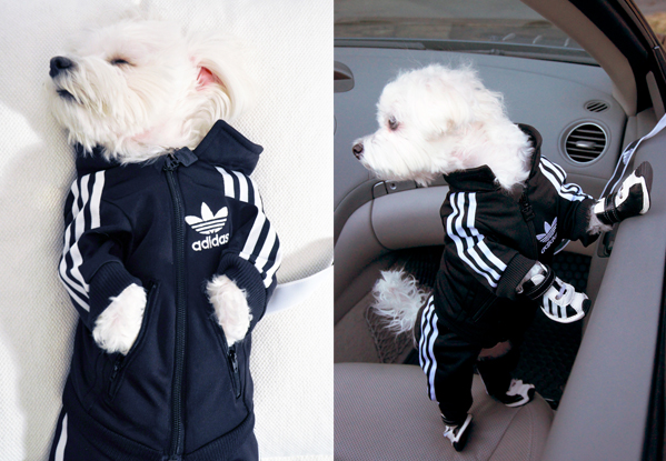 adidas dog adidas dog