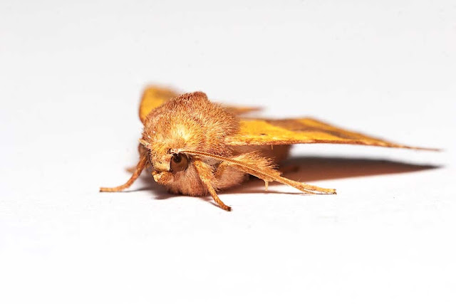 Centre-barred Sallow face on Centre-barred Sallow face on