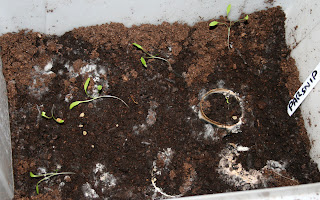 homesteader seedlings parsnip