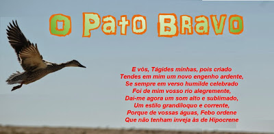 O Pato Bravo