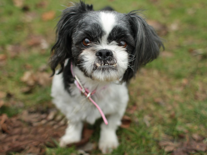 princess shih tzu princess shih tzu princess shih tzu princess shih tzu