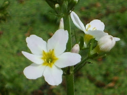 Hottonia palustris – Okrężnica bagienna