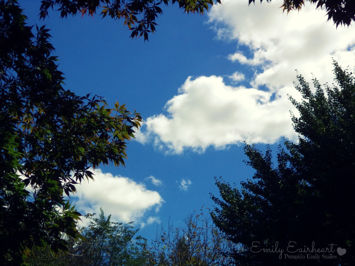 Clouds that look like a giraffe or a llama sleeping.