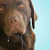 Como Controlar el Exceso Saliva De Tu Perro