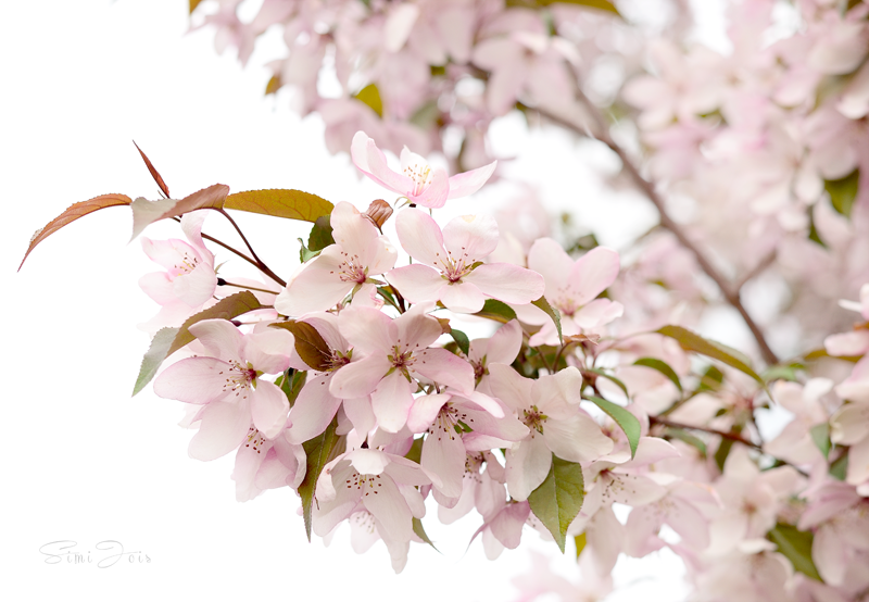 Cherry blossom, Photography, Calendar cover photography, SimiJois 