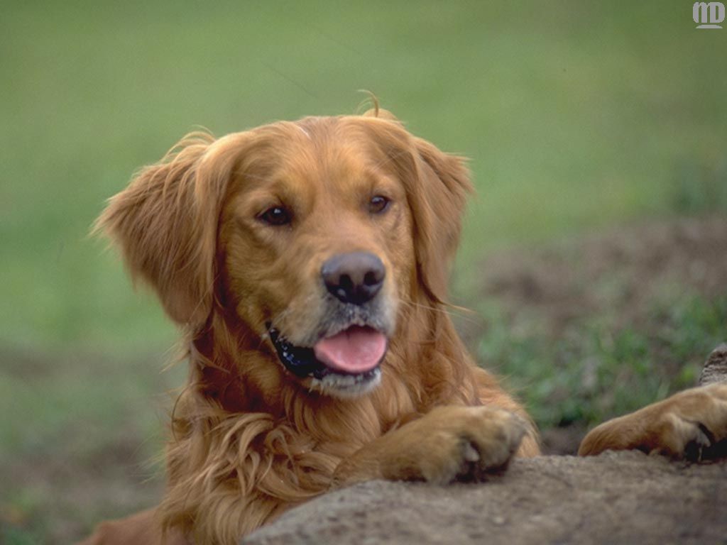 brown dogs brown dogs brown dogs brown dogs