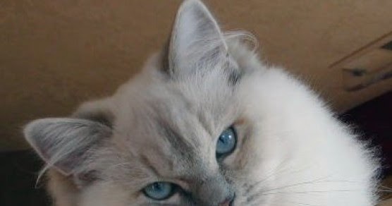 ragdoll cats rescue: Ragdoll Cat Breed Temperament and Breed Information
