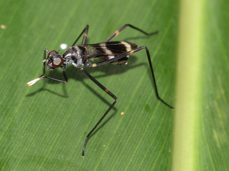 Real Monstrosities Stiltlegged Fly