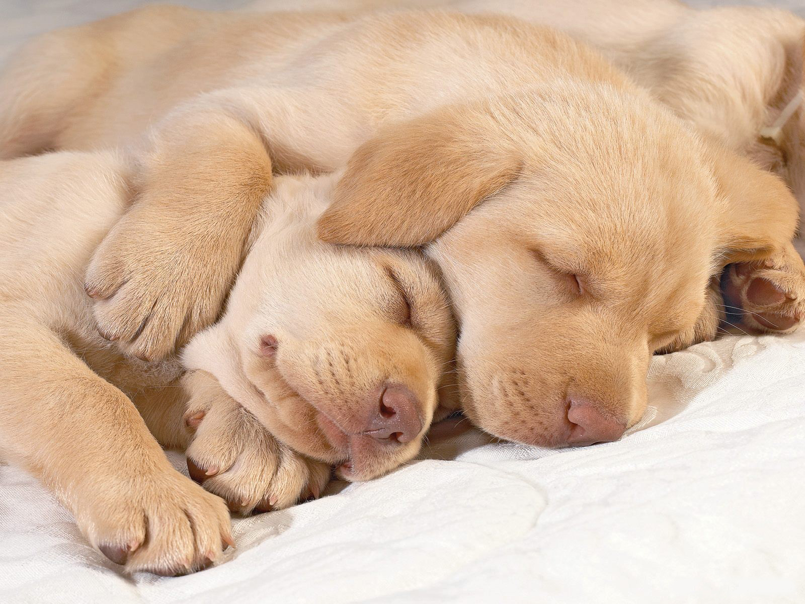 http://4.bp.blogspot.com/-pcrX9FUbrxU/T-Bhb-eCvCI/AAAAAAAADL4/U7m7u48kE3M/s1600/Cute-puppies-in-hug-puppies-14748941-1600-1200.jpg