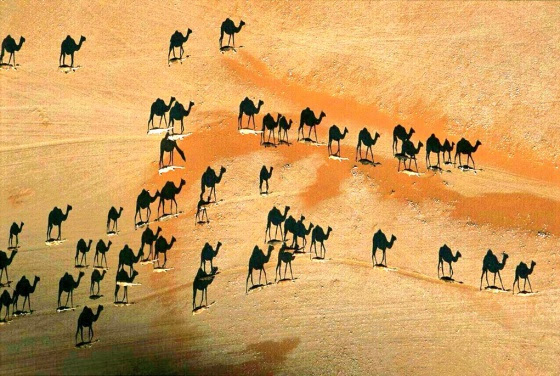 ¿Camellos o dromedarios?