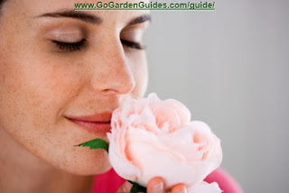 Picture of a Beautiful Woman with a Rose