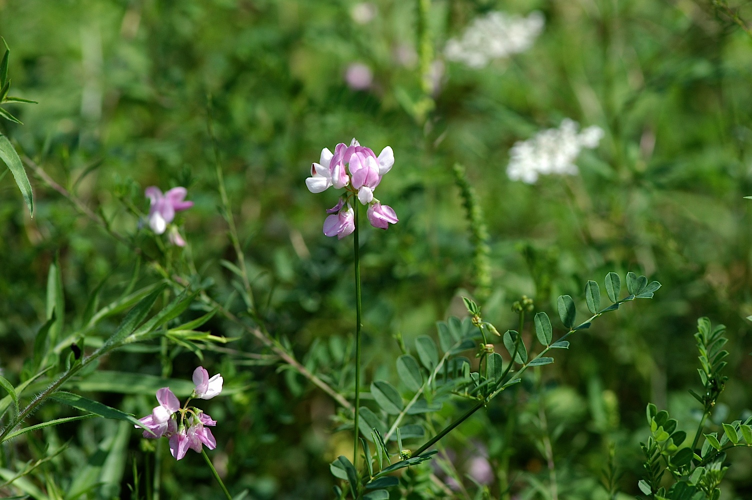 Common Garden Flowers Pink field biology in southeastern ohio: roadside plants, that Common Garden Flowers Pink field biology in southeastern ohio: roadside plants, that