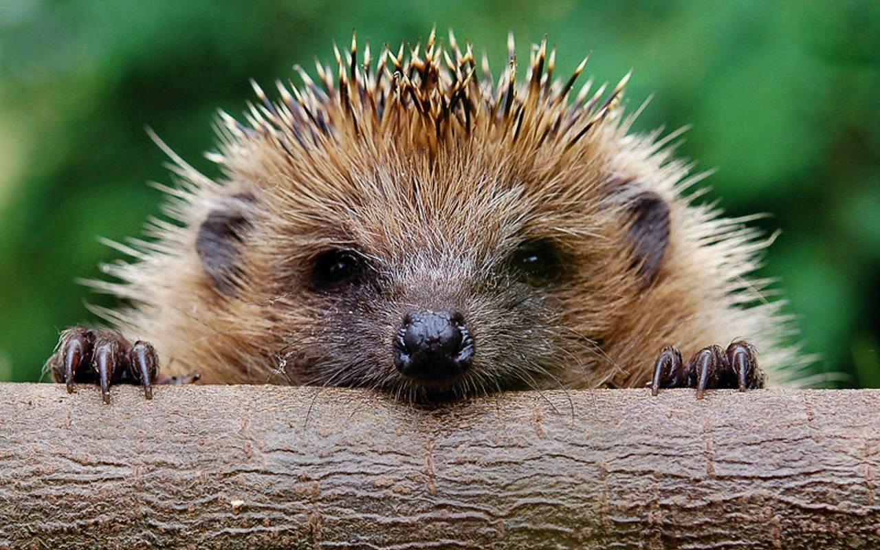 Animals Picture Gambar Hewan Landak 4