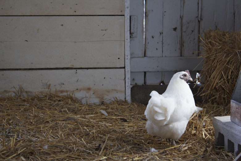 The Wardens Today KEEPING CHICKENS