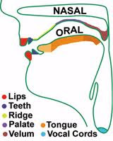 Articulatory Phonetics                        Studies the psysiological mechanism of the speech production