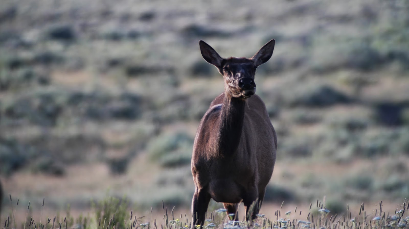 Jackson+Hole+Wyoming+Elk+Photos+in+near+Teton+National+Park+with+Jay+Scott+Outdoors+4.JPG