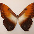Morpho hecuba