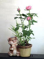 cat and pink mini-roses