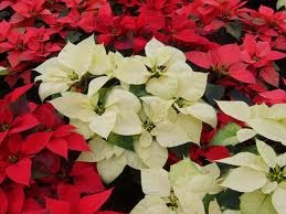 Every Day Is Special: December 24, 2011 - Christmas Eve / Nochebuena