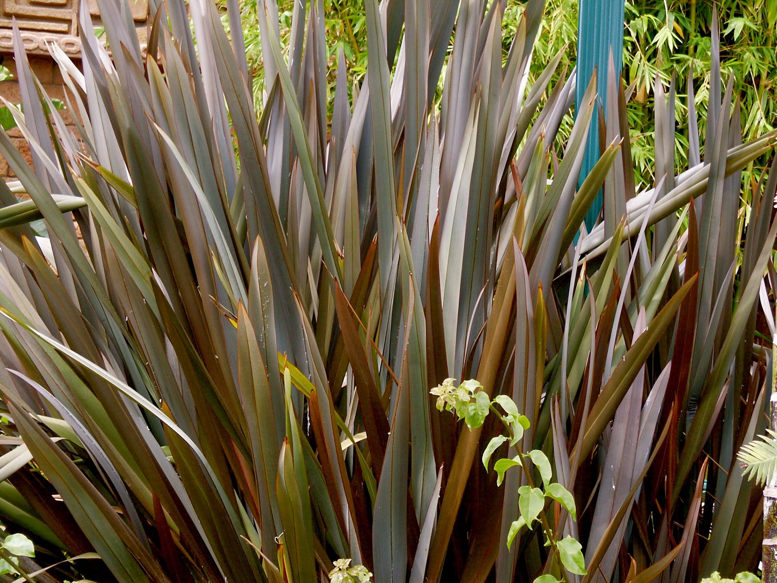 New Zealand Flax The Aspiring Gardener