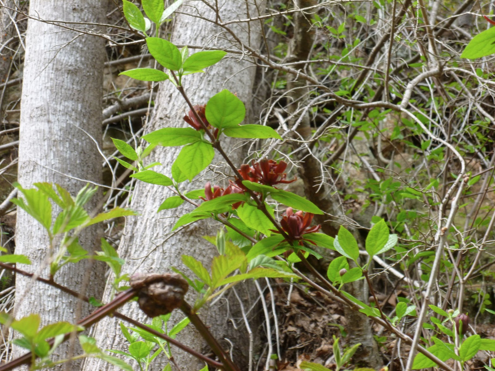 Sweet Bubby Carolina Allspice Appalachian Folk