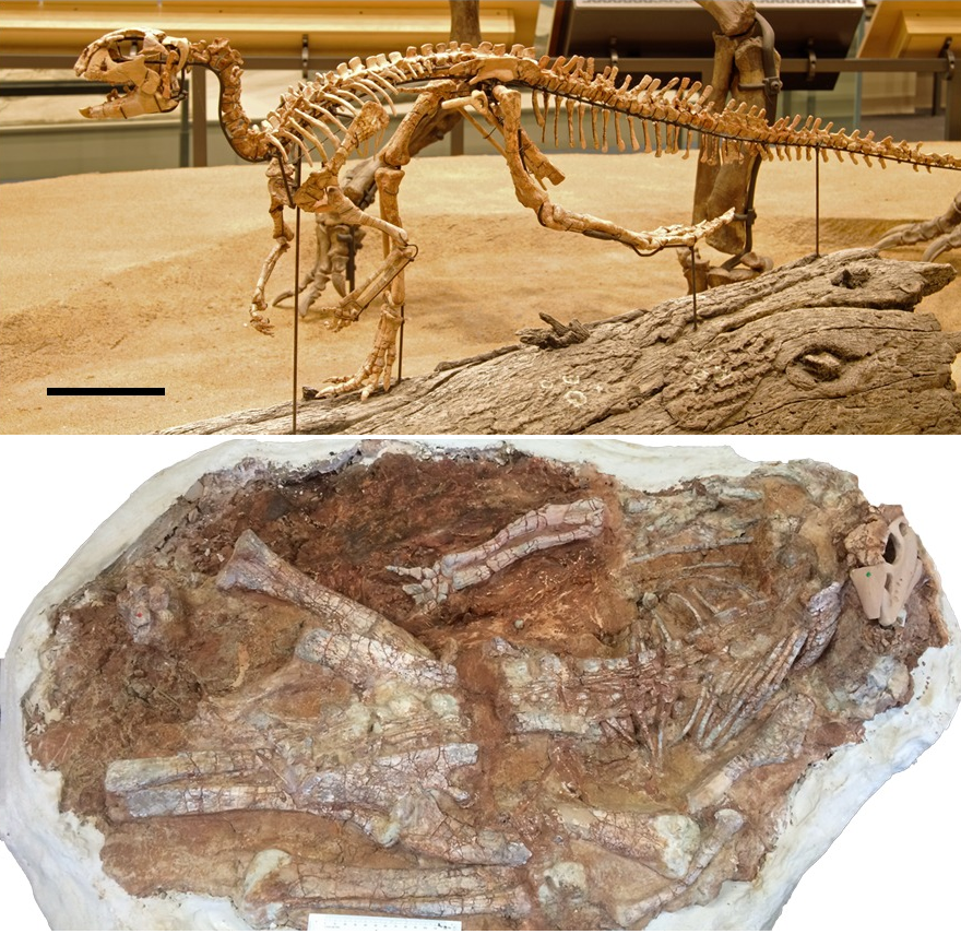 Convolosaurus marri