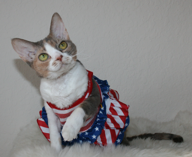 Image result for patriotic cats