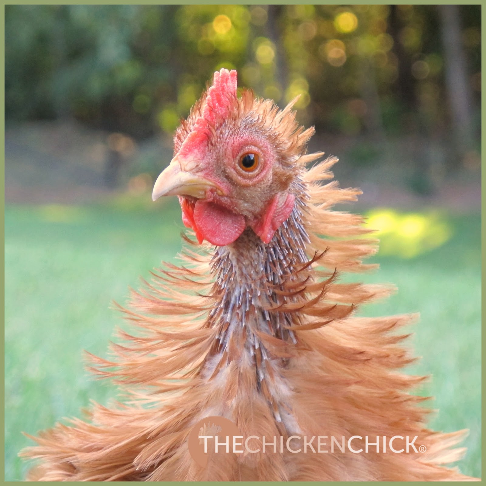 Collection 90+ Pictures What Do Chickens Look Like When They Molt Sharp