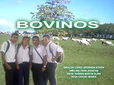 BOVINOS