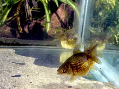 Pearlscale Goldfish Pearlscale Goldfish