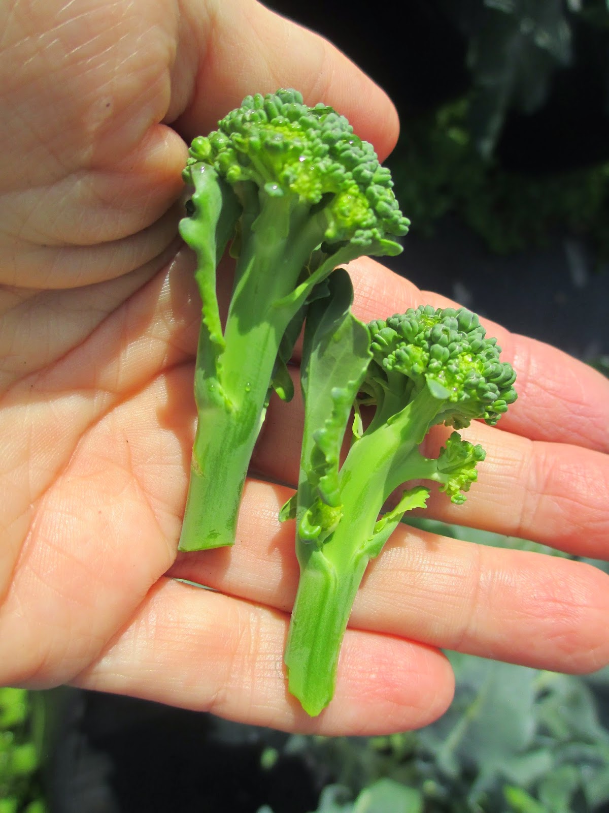 Maple Hill 101 Harvest Time SeriesBroccoli Tips