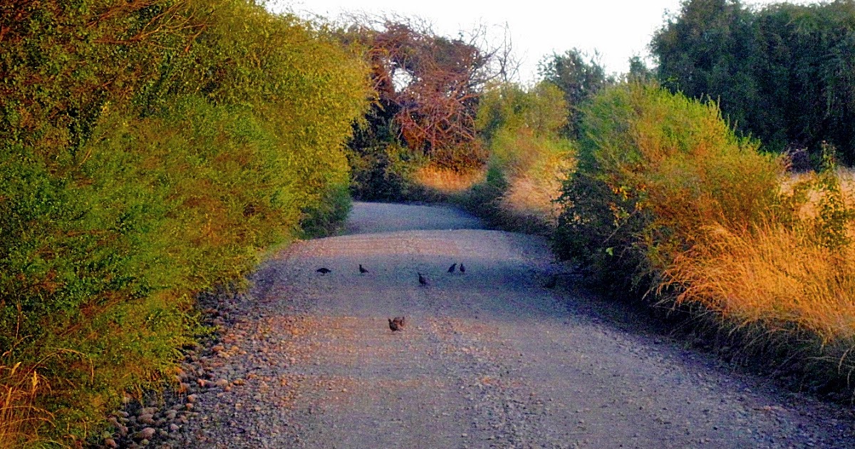 CAMINO DEL SUR IMAGENES DEL CAMPO