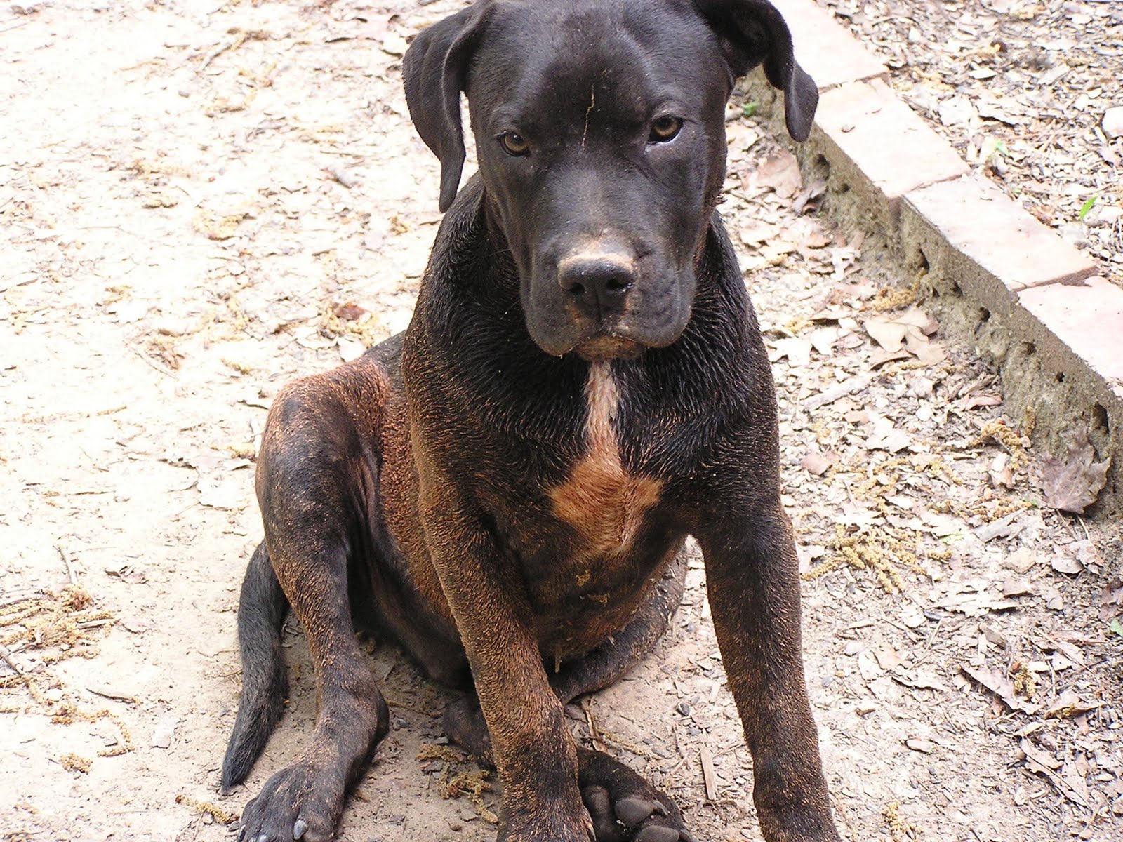Dogs Dirty