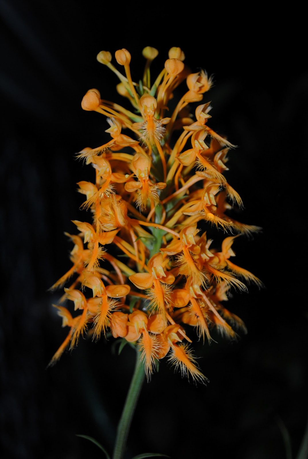 West Virginia Native WildflowersThe Big Year, 2013 Orchids in August