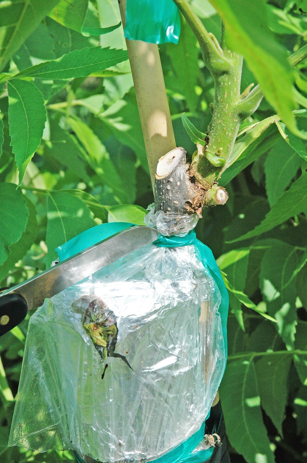 Northern Pecans Topworking a large pecan tree Graft aftercare