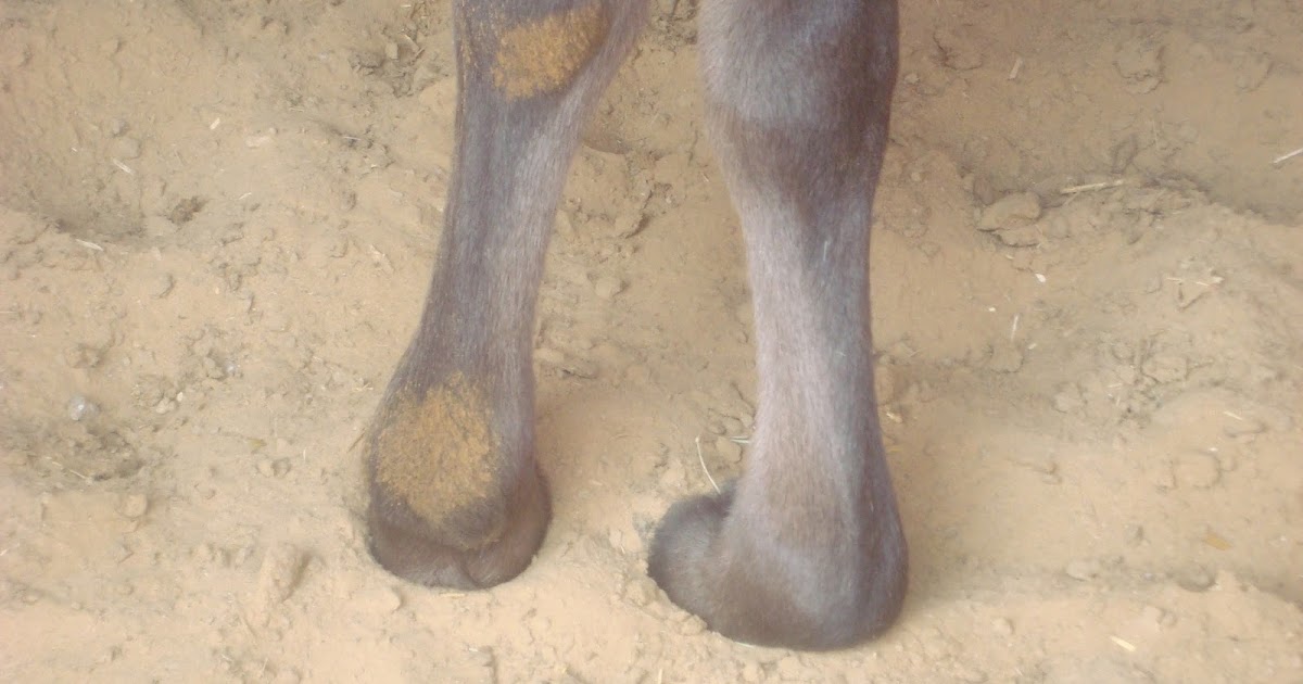 geetasharmavet KNUCKLING IN COW CALF