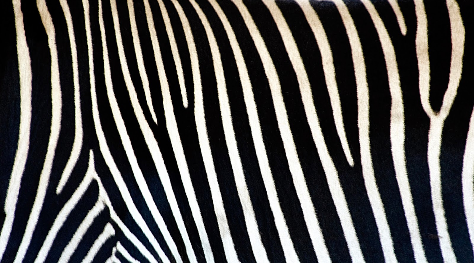 Zebra African Wildlife Backgrounds - Wallpapers