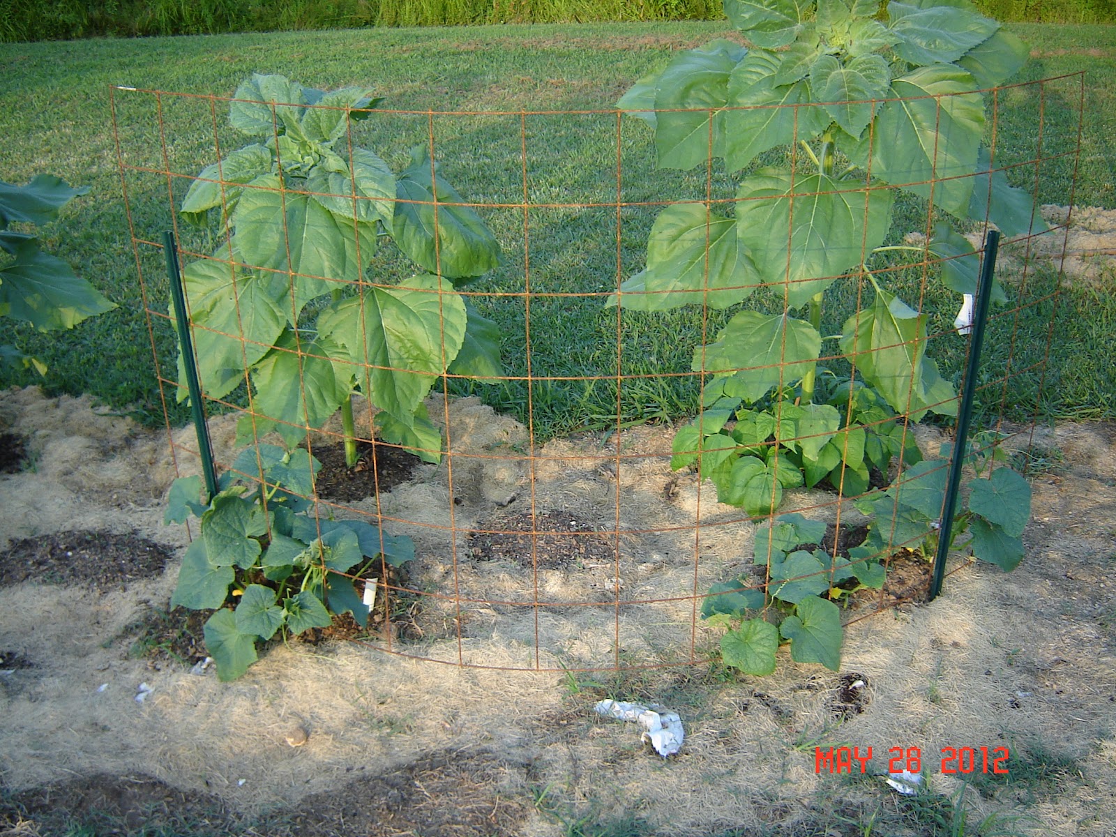 HoeMade Sunflower Progress & Cucumber Trellis
