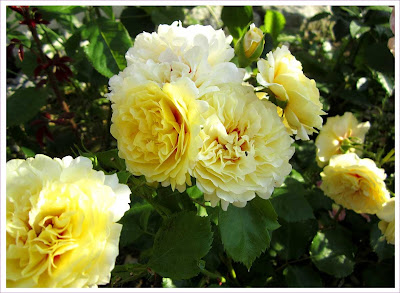 The Sun and the Heart Weiß - Gelbe Rose