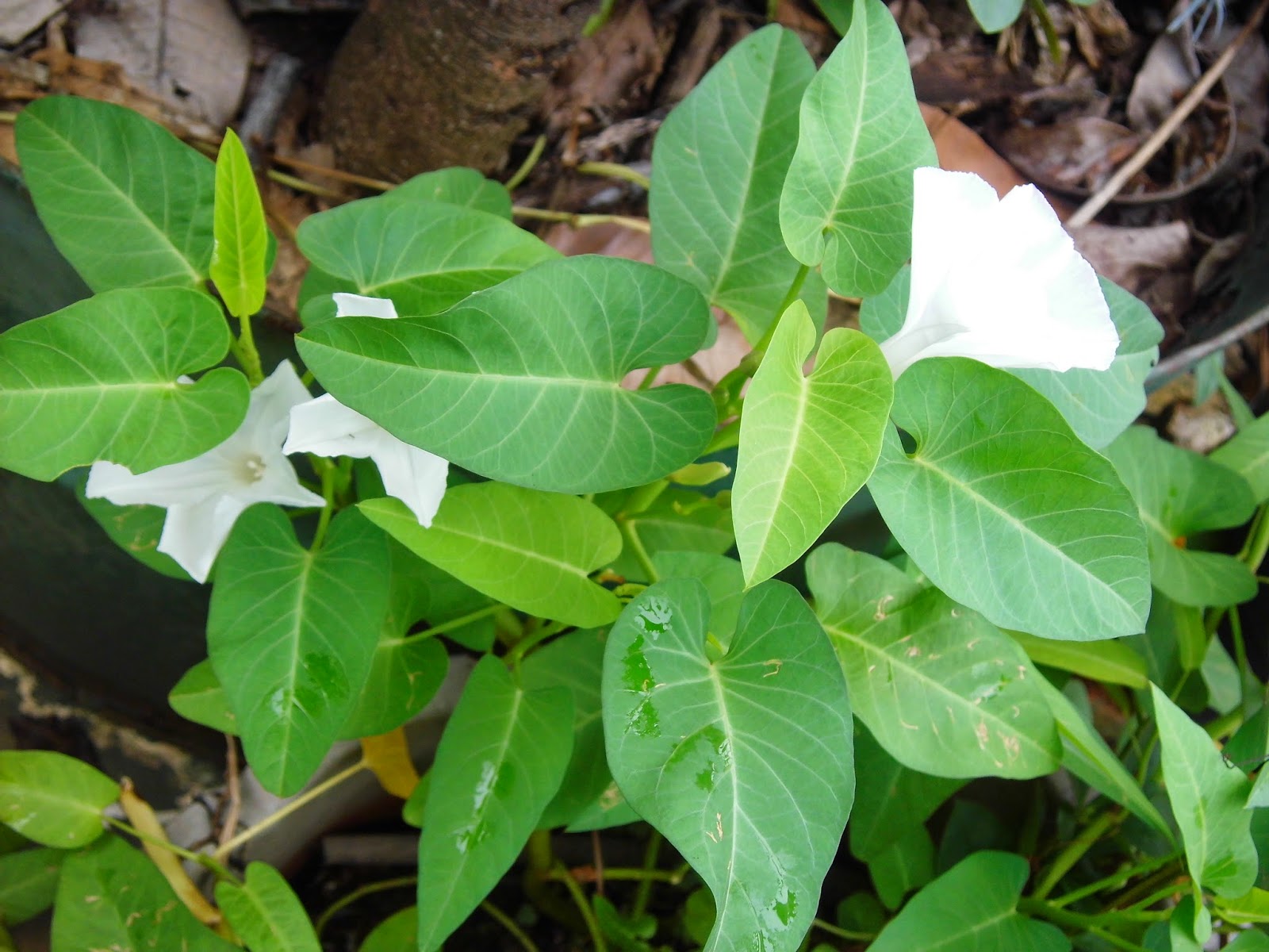 Exotic Plants in Indonesia Water Spinach Pictures Galleries