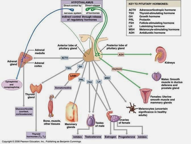 Structures and functions of the endocrine system