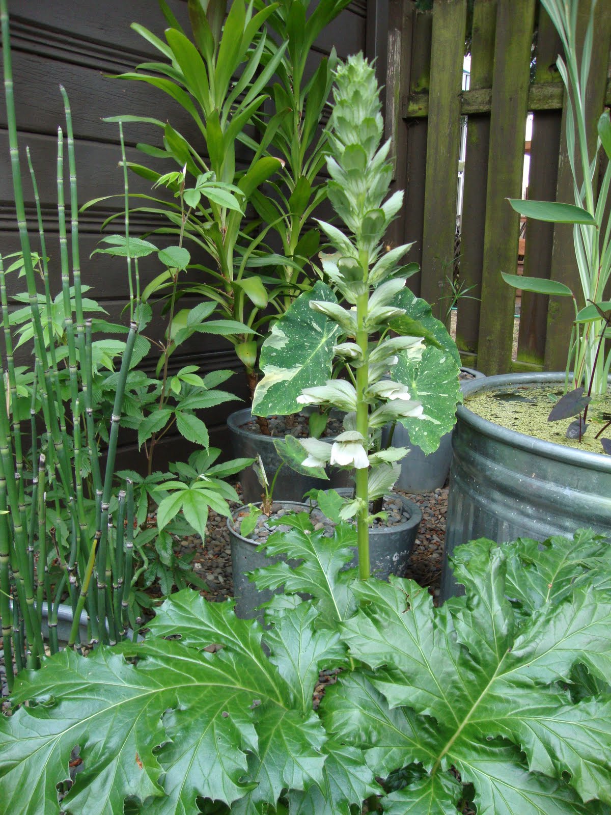 Acanthus Mollis