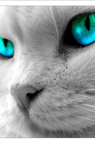 Description: Download Free Animated Cat Mobile Cellphone Wallpapers for all ... Description: Download Free Animated Cat Mobile Cellphone Wallpapers for all ...
