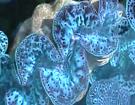 the colors of maxima clam will never fail to impress maxima giant saltwater clam